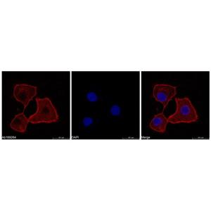 Goat Anti-Human IgG (Cy5),Goat Anti-Human IgG (Cy5)