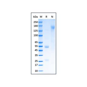 aladdin 阿拉丁 Ab175960 Bovine IgG ≥ 95%; Isotype Control Antibody; Bovine IgG; Unconjugated
