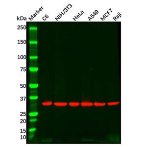 aladdin 阿拉丁 Ab176442 Goat Anti-Rabbit IgG H&L (Biotin) Secondary Antibody; Goat Anti-Rabbit IgG H&L (Biotin); WB, ELISA, IF