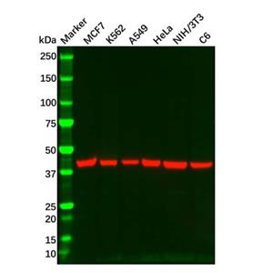 aladdin 阿拉丁 Ab179001 Goat Anti-Mouse IgG H&L (HRP) Secondary Antibody; Goat Anti-Mouse IgG H&L (HRP); WB, ELISA, IHC