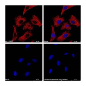 Goat Anti-Mouse IgG H&L (Cy5),Goat Anti-Mouse IgG H&L (Cy5)