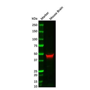 GFAP Mouse mAb,GFAP Mouse mAb