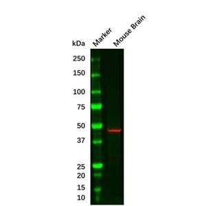 GFAP Mouse mAb,GFAP Mouse mAb