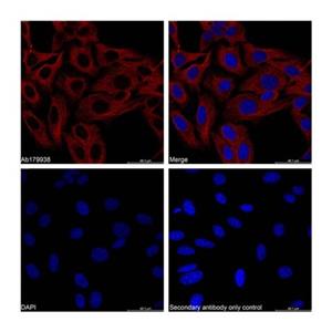 alpha Tubulin Mouse mAb,alpha Tubulin Mouse mAb