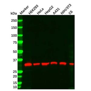 aladdin 阿拉丁 Ab181179 PCNA Mouse mAb mAb (C12/17A3); Mouse anti Human PCNA Antibody; WB, Flow, ELISA; Unconjugated