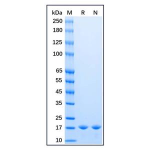 aladdin 阿拉丁 rp155832 Recombinant Baker's yeast Sumo Protein Carrier free, >98% SDS-PAGE, E.coli, His tag, 1-101 aa