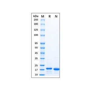 Recombinant Human KGF/FGF-7 Protein,Recombinant Human KGF/FGF-7 Protein