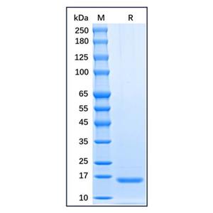 Recombinant Human TSLP Protein,Recombinant Human TSLP Protein