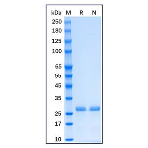 aladdin 阿拉丁 rp175902 Recombinant Human Bcl-XL Protein Carrier free, >95% SDS-PAGE, E.coli, C-His tag, 1-212 aa