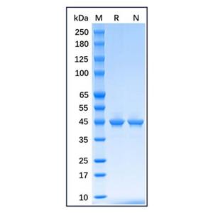 aladdin 阿拉丁 rp175915 Recombinant E.coli Maltose Binding Protein Carrier Free, >90% (SDS-PAGE), E.coli, His tag, 27-392 aa