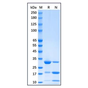 aladdin 阿拉丁 rp175918 Recombinant mCherry Protein Carrier Free, >90% (SDS-PAGE), E.coli, N-His tag, 1-236 aa