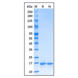 Recombinant E.coli Thioredoxin1/trxA Protein,Recombinant E.coli Thioredoxin1/trxA Protein