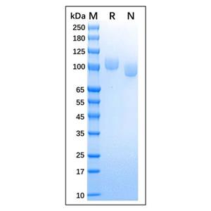 Recombinant Canine CD56 Protein,Recombinant Canine CD56 Protein