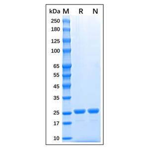 Recombinant Sumo Protease Protein,Recombinant Sumo Protease Protein