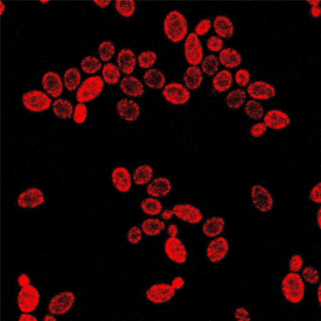 AIE细菌红色探针,AIE Bacteria Red Probe