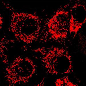 AIE线粒体红色探针,AIE Red Probe for Mitochondrion