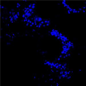 AIE脂滴蓝色探针/活细胞染色/固定细胞染色/聚集诱导发光特性/无需清洗一步成像/多次成像