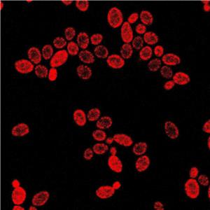 AIE细菌红色探针/细菌染色/聚集诱导发光特性/无需清洗一步成像/多次成像