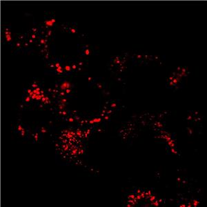 AIE溶酶体红色探针/活细胞染色/聚集诱导发光特性/无需清洗一步成像/多次成像