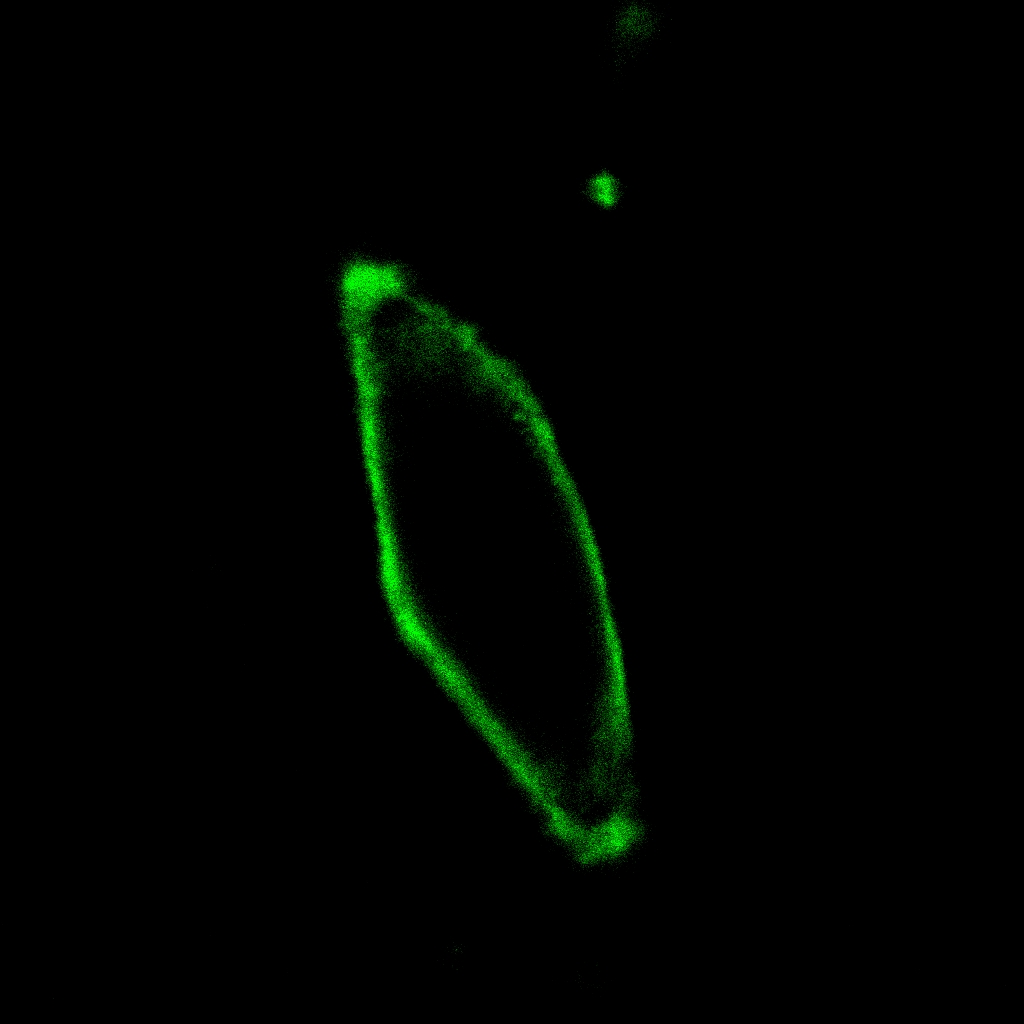 AIE细胞膜绿色探针,AIE Green Probe for Plasma Membrane