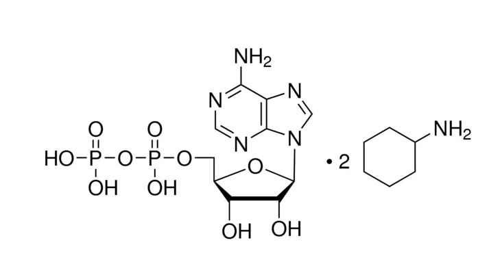 腺苷-5′-二磷酸 环己铵盐,Adenosine 5′-diphosphate  cyclohexylammonium salt
