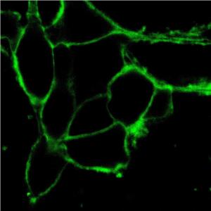 AIE细胞膜绿色探针,AIE Green Probe for Plasma Membrane