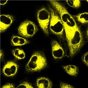 AIE内质网黄探针/活细胞染色/聚集诱导发光特性/多次成像探针