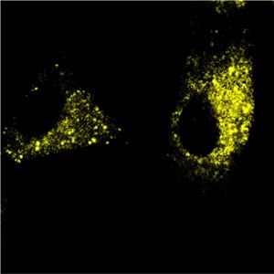 AIE内质网黄色探针,AIE Yellow Probe for Endoplasmic Reticulum
