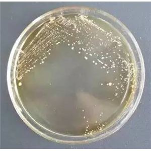 Clostridium Puniceum