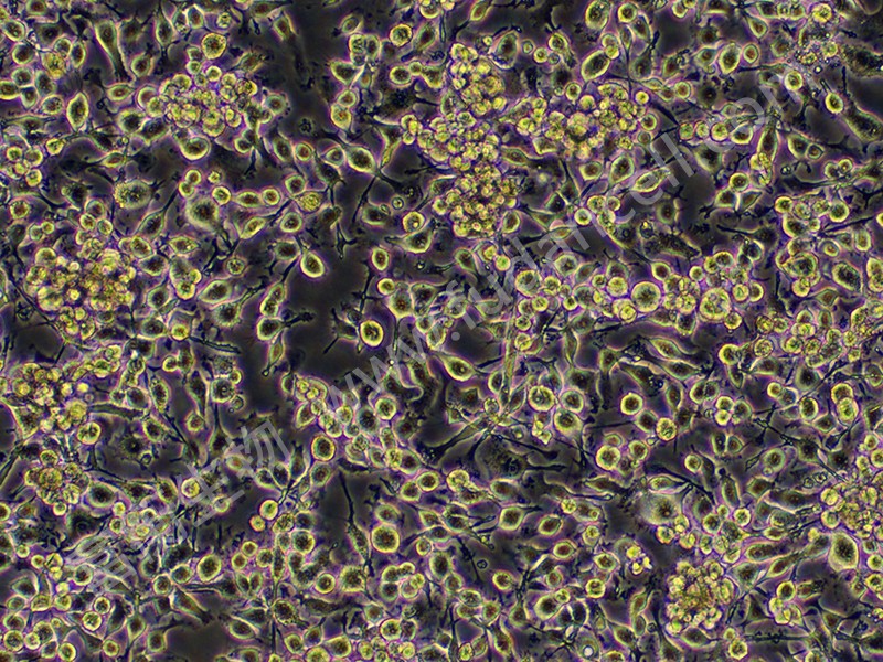 小鼠小胶质细胞 （种属鉴定）,Bv-2