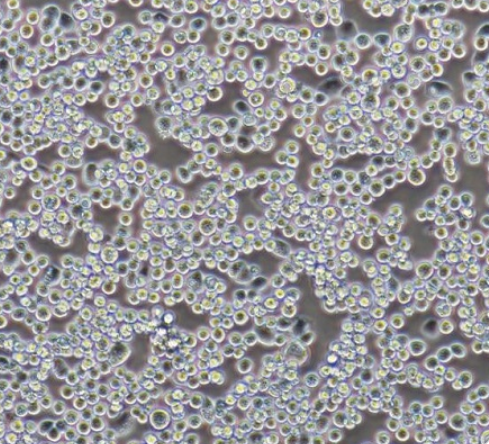 人巨核细胞白血病细胞MEG01,MEG01