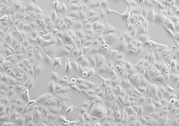 人T淋巴细胞白血病细胞HUT78,HUT78