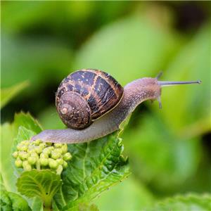 蜗牛提取物,Snail extract;Snail proteins