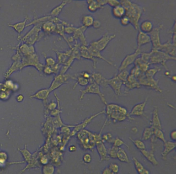 Nakaseomyces Glabratus,Bio-137315