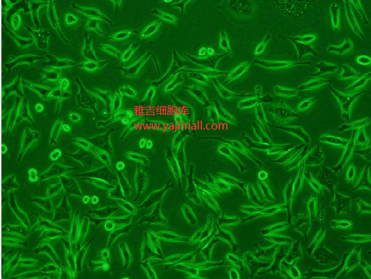 人结直肠腺癌细胞SW620/GFP,SW620/GFP