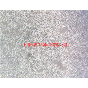 人小细胞肺癌细胞NCIH196