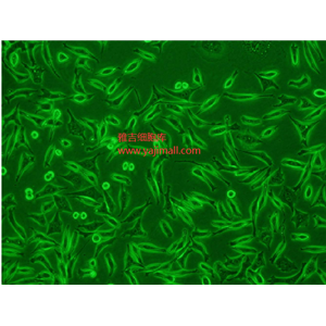 人结直肠腺癌细胞SW620/GFP,SW620/GFP