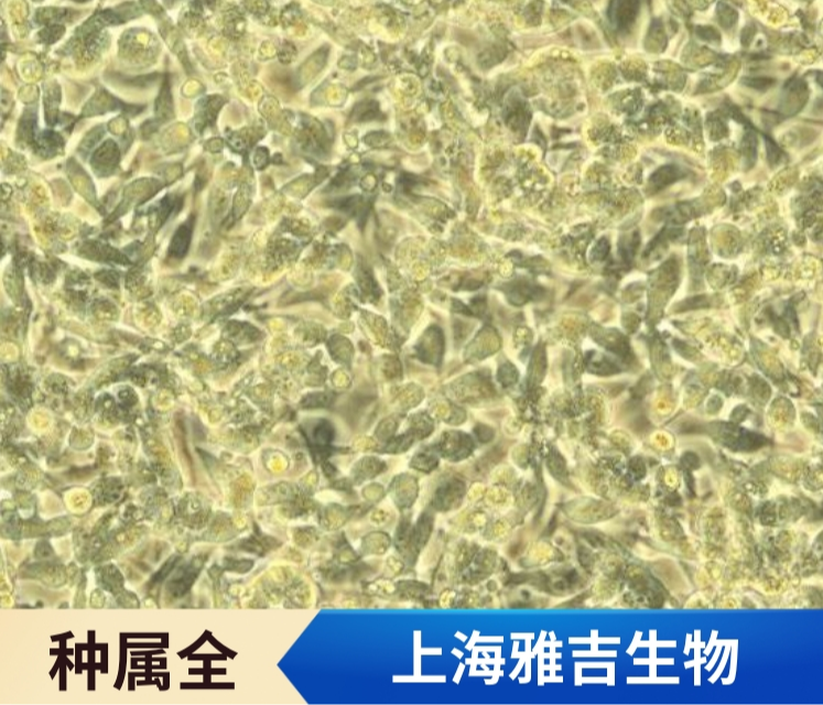小鼠正常肝细胞NCTC1469,NCTC1469