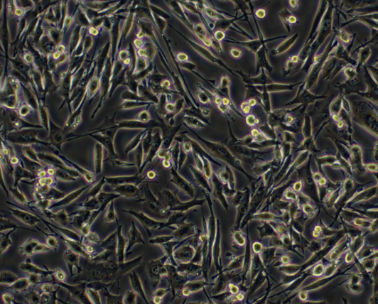 小鼠小胶质细胞BV2,BV2