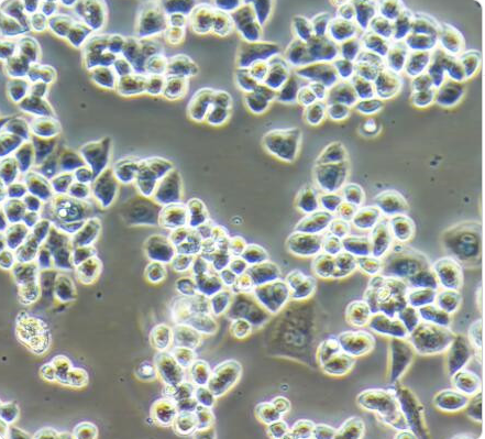 小鼠肾小球系膜细胞SV40MES13,SV40MES13