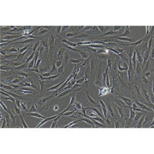 小鼠卵巢上皮癌细胞ID8