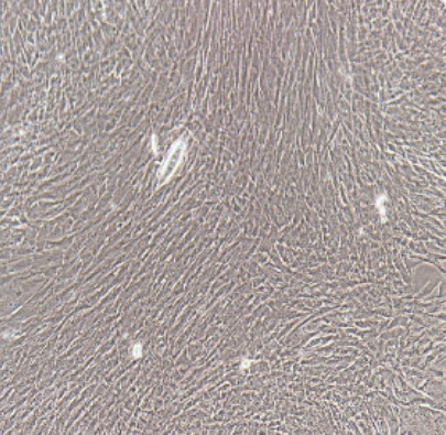 大鼠肝星形细胞HSCT6,HSCT6