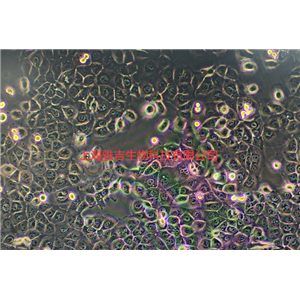 小鼠纤维肉瘤细胞MCA205