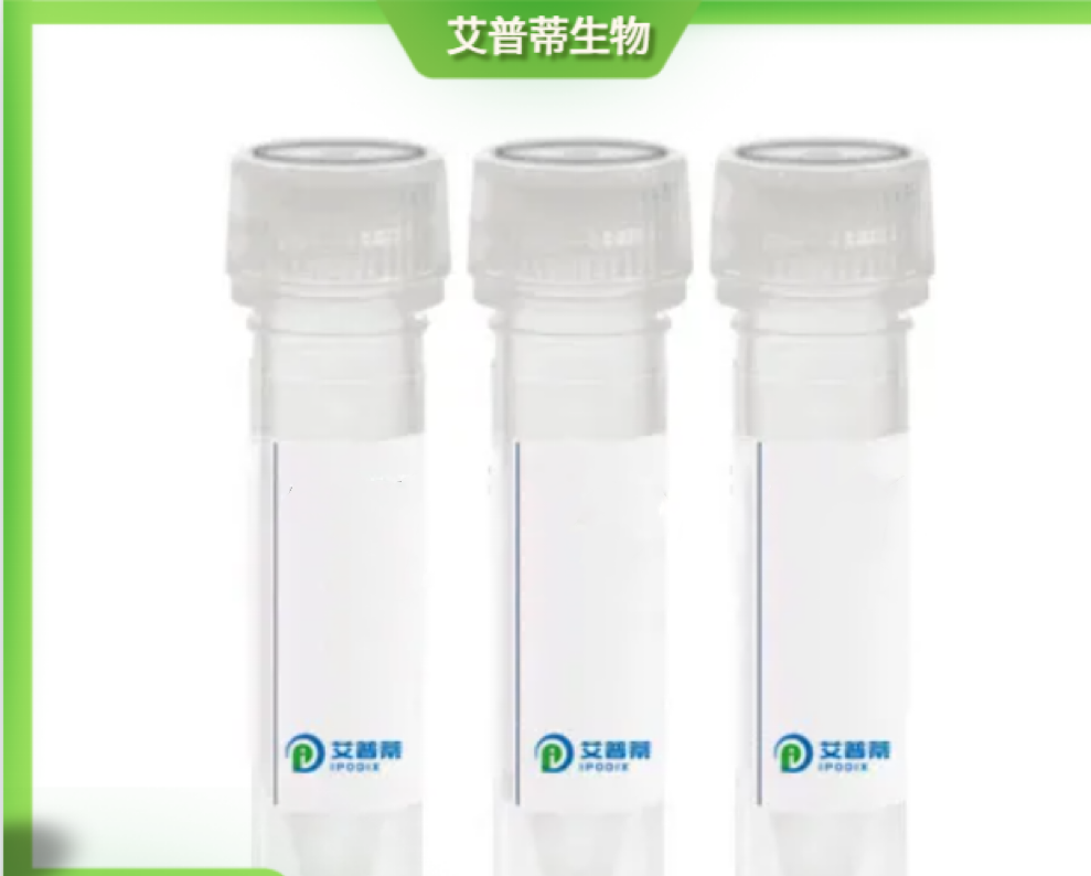 LOXL2抗體；LOXL2 antibody,LOXL2 antibody