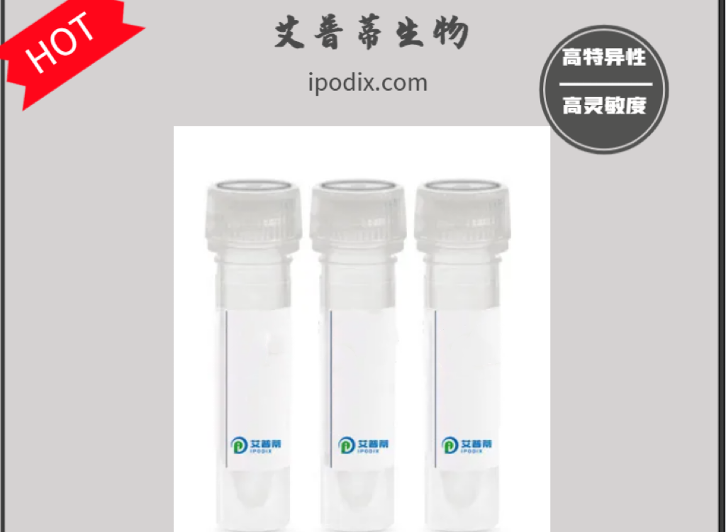 HOXB8抗體；HOXB8 antibody,HOXB8 antibody