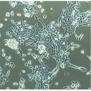 SV40T转化的人胚肾细胞293T
