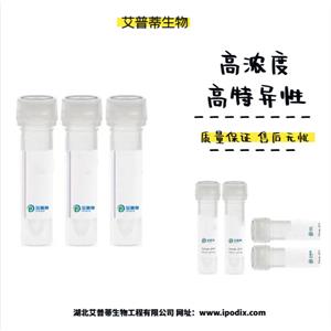 MAGEC1抗体；MAGEC1 antibody 艾普蒂生物              