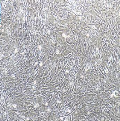 急性髓系细胞白血病细胞KG-1,KG1