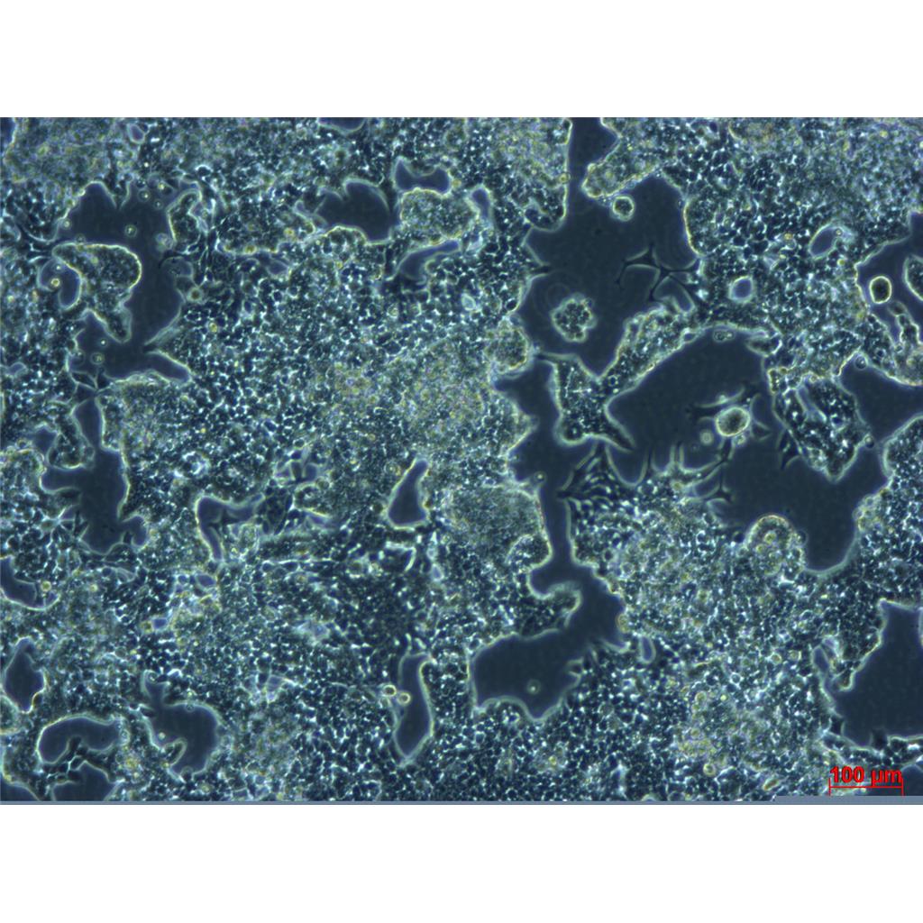 GC-2spdts小鼠精母细胞,GC2spdts