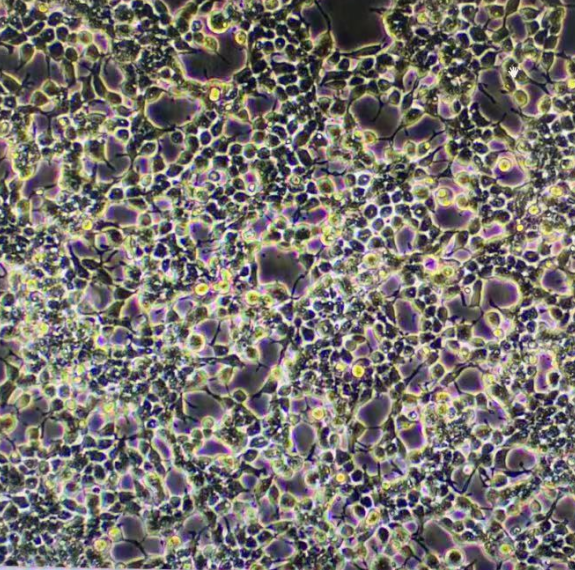 小鼠树突状细胞肉瘤细胞XY9S,XY9S